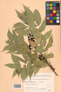 Бархат амурский Rupr., Сибирь, Дальний Восток (S6) (Россия)