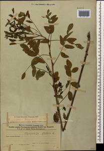 Солодка голая L., Кавказ, Азербайджан (K6) (Азербайджан)