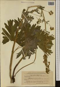 Aconitum lycoctonum subsp. vulparia (Rchb.) Nyman, Западная Европа (EUR) (Румыния)