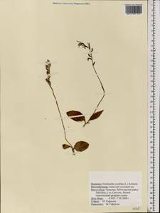 Hemipilia cucullata (L.) Y.Tang, H.Peng & T.Yukawa, Восточная Европа, Средневолжский район (E8) (Россия)
