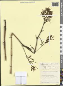 Кенигия альпийская (All.) T.M.Schust. & Reveal, Кавказ, Дагестан (K2) (Россия)