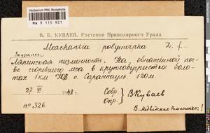 Marchantia polymorpha L., Гербарий мохообразных, Мхи - Западная Сибирь (включая Алтай) (B15) (Россия)
