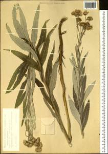 Jacobaea paludosa subsp. paludosa, Сибирь, Западная Сибирь (S1) (Россия)