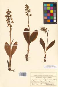 Platanthera densa subsp. orientalis (Schltr.) Efimov, Сибирь, Дальний Восток (S6) (Россия)