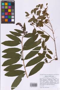 Spiraea × rosalba Dippel, Восточная Европа, Московская область и Москва (E4a) (Россия)