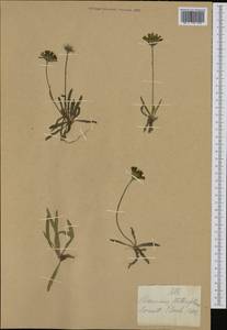 Tolpis staticifolia (All.) Sch. Bip., Западная Европа (EUR) (Швейцария)