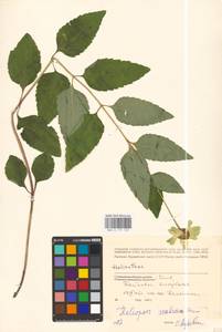 Heliopsis helianthoides var. scabra (Dunal) Fernald, Восточная Европа, Северо-Украинский район (E11) (Украина)