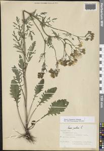 Якобея ферганская (Schischk.) B.Nord., Восточная Европа, Центральный лесостепной район (E6) (Россия)