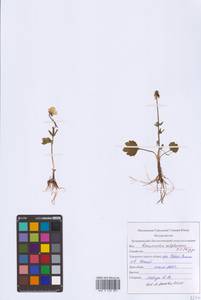 Лютик серножелтый Sol., Восточная Европа, Северный район (E1) (Россия)