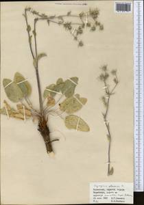 Синеголовник плосколистный L., Средняя Азия и Казахстан, Муюнкумы, Прибалхашье и Бетпак-Дала (M9) (Казахстан)