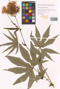 Filipendula digitata (Willd.) Bergmans, Сибирь, Дальний Восток (S6) (Россия)