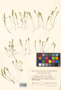 Бурачок туркестанский Regel & Schmalh. ex Regel, Восточная Европа, Нижневолжский район (E9) (Россия)