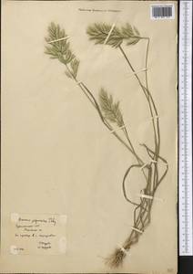 Костер японский Houtt., Средняя Азия и Казахстан, Каракумы (M6) (Туркмения)