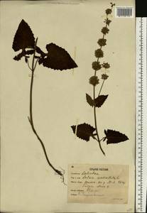 Шалфей мутовчатый L., Восточная Европа, Московская область и Москва (E4a) (Россия)