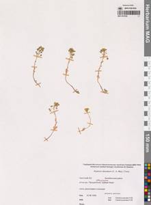 Odontarrhena obovata C.A.Mey., Сибирь, Чукотка и Камчатка (S7) (Россия)