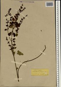 Scutellaria columnae subsp. columnae, Зарубежная Азия (ASIA) (Турция)