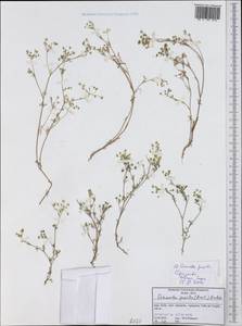 Ammoides pusilla (Brot.) Breistr., Западная Европа (EUR) (Италия)