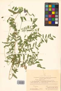 Горошек Ворошилова N.S.Pavlova, Сибирь, Дальний Восток (S6) (Россия)