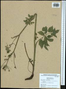 Остерикум болотный (Besser) Besser, Восточная Европа, Центральный район (E4) (Россия)