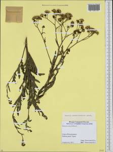 Jacobaea erucifolia subsp. grandidentata (Ledeb.) V. V. Fateryga & Fateryga, Кавказ, Северная Осетия, Ингушетия и Чечня (K1c) (Россия)