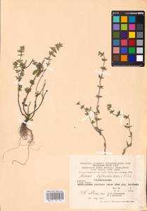 MHA 0 156 566, Пахучка полевая, Щебрушка полевая (L.) Kuntze, Восточная Европа, Западно-Украинский район (E13) (Украина)