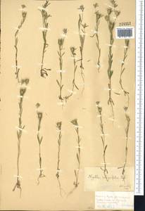 Komaroffia integrifolia (Regel) A. L. Pereira, Средняя Азия и Казахстан, Джунгарский Алатау и Тарбагатай (M5) (Казахстан)