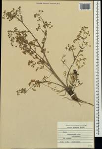 Триния щетинисто-волосистая, Триния щетинистоволосая Hoffm., Крым (KRYM) (Россия)