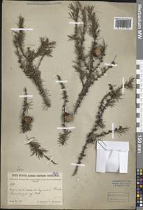 Лиственница, Сибирь, Прибайкалье и Забайкалье (S4) (Россия)