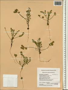 Hedysarum spinosissimum L., Зарубежная Азия (ASIA) (Кипр)