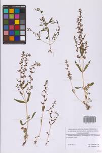 Вероника иноземная L., Восточная Европа, Московская область и Москва (E4a) (Россия)