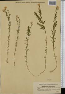 Linum perenne subsp. extraaxillare (Kit.) Nyman, Западная Европа (EUR) (Венгрия)