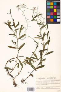 Незабудка скорпионовидная L., Восточная Европа, Московская область и Москва (E4a) (Россия)