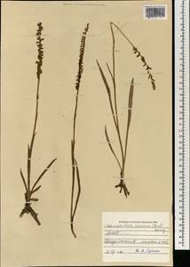 Spiranthes australis (R.Br.) Lindl., Монголия (MONG) (Монголия)