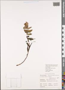 Кастиллея бледная (L.) Kunth, Сибирь, Чукотка и Камчатка (S7) (Россия)