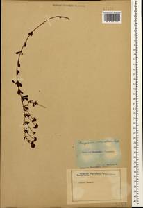 Lotus herbaceus (Vill.) Jauzein, Кавказ, Азербайджан (K6) (Азербайджан)