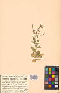 Резуха альпийская L., Восточная Европа, Северный район (E1) (Россия)