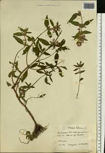 Пикульник ладанниковый L., Восточная Европа, Восточный район (E10) (Россия)