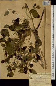 Ломонос маньчжурский (Rupr.) Ohwi, Сибирь, Дальний Восток (S6) (Россия)