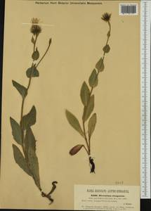 Hieracium valdepilosum subsp. elongatum Willd. ex Zahn, Западная Европа (EUR) (Австрия)