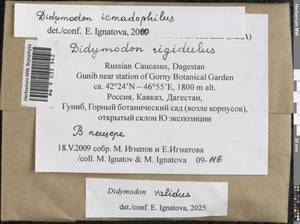Didymodon validus Limpr., Гербарий мохообразных, Мхи - Северный Кавказ и Предкавказье (B12) (Россия)