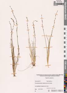 Триостренник болотный L., Сибирь, Чукотка и Камчатка (S7) (Россия)