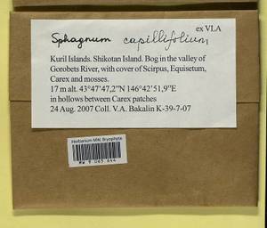 Sphagnum capillifolium (Ehrh.) Hedw., Гербарий мохообразных, Мхи - Дальний Восток (без Чукотки и Камчатки) (B20) (Россия)