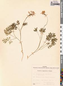 Хохлатка магаданская A.P.Khokhr., Сибирь, Чукотка и Камчатка (S7) (Россия)