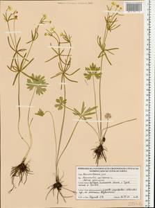 Лютик золотистый L., Восточная Европа, Белоруссия (E3a) (Белоруссия)