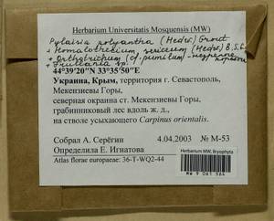 Homalothecium sericeum (Hedw.) Schimp., Гербарий мохообразных, Мхи - Крым (B3a) (Россия)