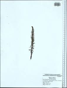 Хвостник обыкновенный, Водяная сосенка L., Восточная Европа, Центральный район (E4) (Россия)