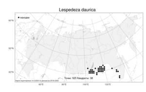 Lespedeza daurica (Laxm.) Schindl., Атлас флоры России (FLORUS) (Россия)