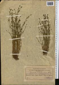 Asperula congesta Tschern., Средняя Азия и Казахстан, Западный Тянь-Шань и Каратау (M3) (Узбекистан)
