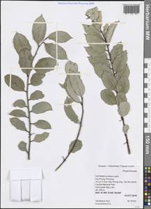 Phyllanthaceae, Зарубежная Азия (ASIA) (Вьетнам)