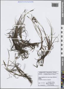 Осока магелланская орошенная (Wahlenb.) Hiitonen, Сибирь, Центральная Сибирь (S3) (Россия)